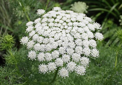 false queen anne's lace plant.